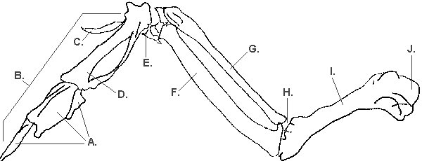 bird wing bone anatomy